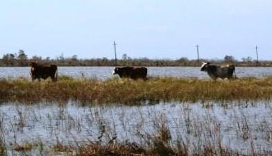 Livestock Safety Paramount During Floodings